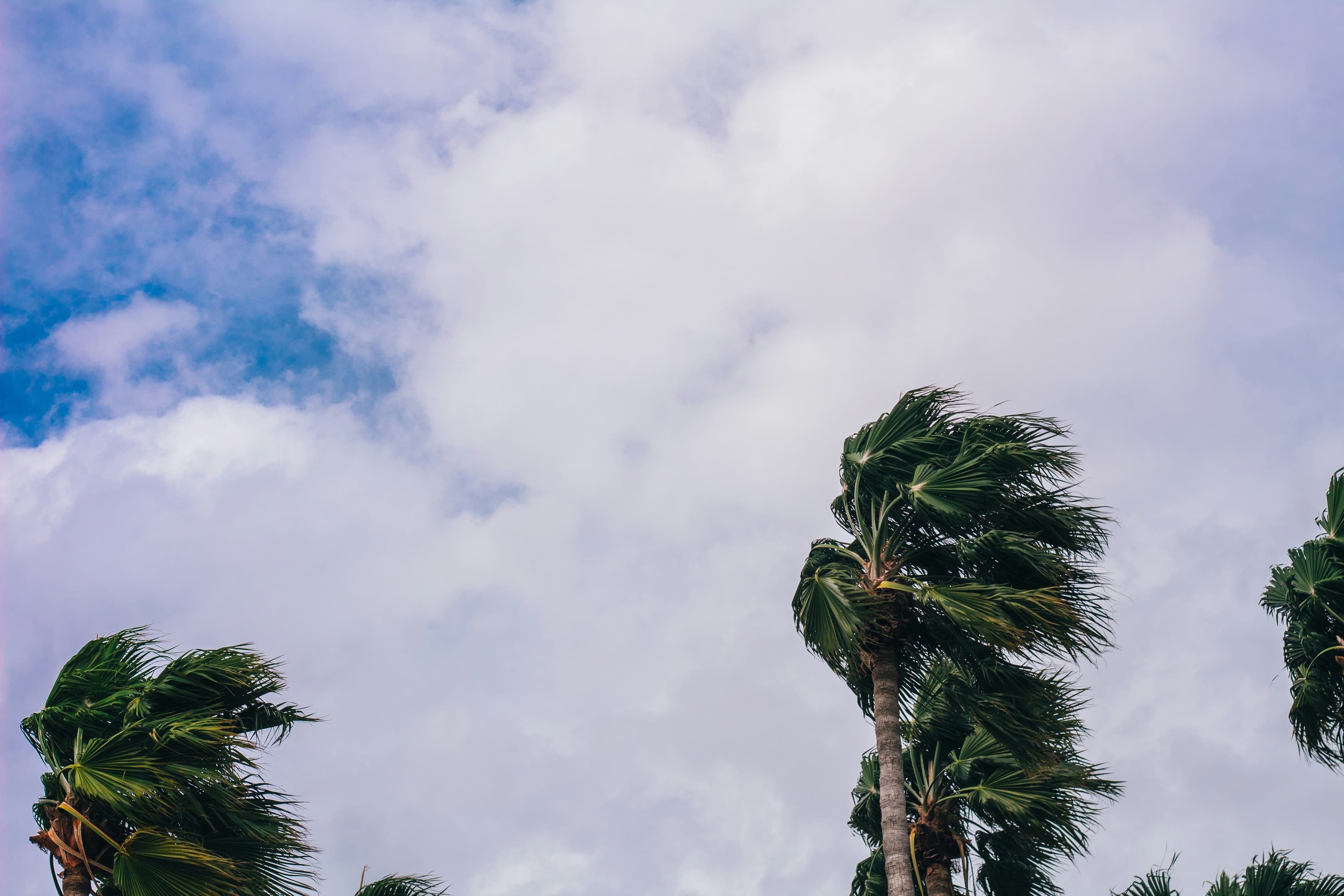Palm trees bending in the wind under a cloudy sky with patches of blue.